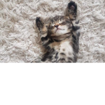 Love animals!!
