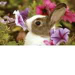 xxxaesthetic_animalxxx