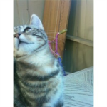 kittys group