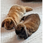 Cookie and Calypso official group