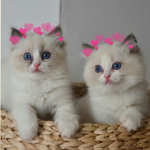 gatitos :v