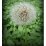 ~Dandelion people~