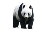Panda Fanclub Limited