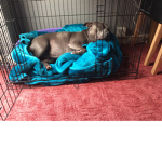 Doggiespuppys