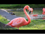 TEAM FLAMINGO CAW CAW