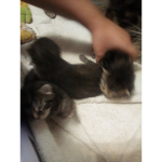 Cute kitten love!