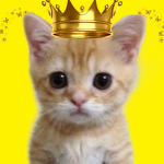 Reino Dos Gatos ofc