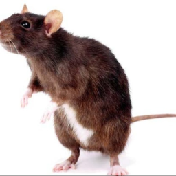 Killer Rats can u make it alive? (read desc)