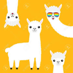 llama queens / kings