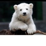 THE BEARS CUB!