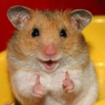 hamster gang!!!!!