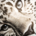 ‘polar