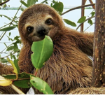 SLOTH MEMBERS