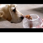 Hamster and Doge Army