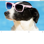 Doggydog12321