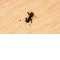 Be An Ant