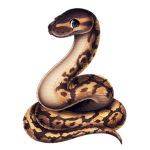 Python studio