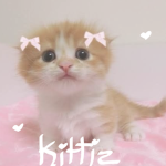 kittiz <3
