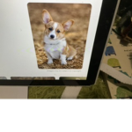 Awesome Corgi gang
