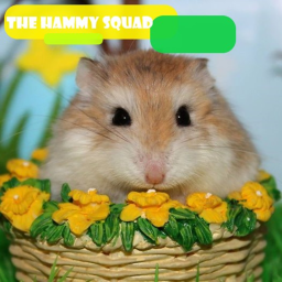 The Hammy Squad Hangout