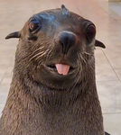 Sea lion group