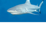 Black tip reef sharks