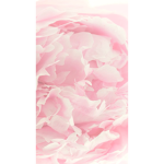RoseWaterAngel