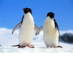 PENGUIN FAN CLUB NOOT NOOT