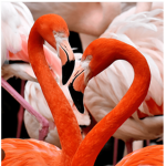 Flamingo squad~
