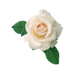 White Rose Community