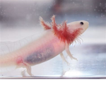 Die_Axolotl_Gruppe
