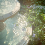 Robloxan blossoms
