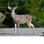 buck group