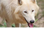 ✦White Wolf Club✦