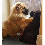 The Best Group Ever ! I Love Doggies