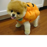 Halloween merch