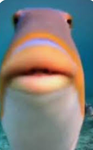 Bobthefish fish clan