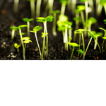 The Sprouts & Flowers