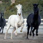 #Horse Squad!