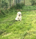 Emmett puppies