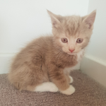 Lorenas squad