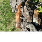 Free nugget