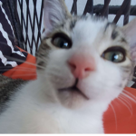 walter cat fan club