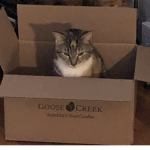 People of thy cats