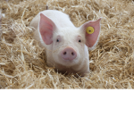 PIG(s) are amazing ;D