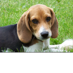 Puppy Army_Official