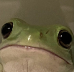 nev's group/ FROGGER