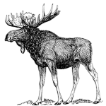 Moose Lodge Productions