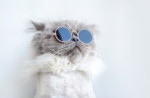 #coolest cats