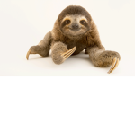 Sloth and Turtles fan group